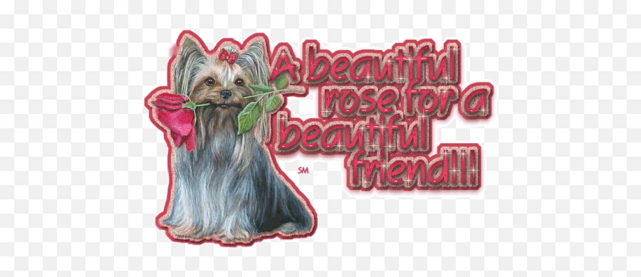 Top Beautiful Rose Friend Stickers For - Beautiful Rose For Beautiful Friend Emoji,Puppy Yorkie Emoticon