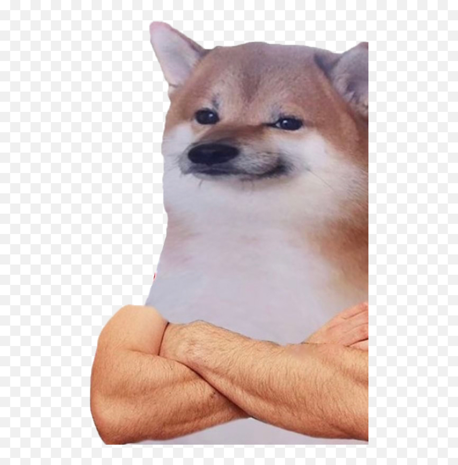 Eaglesu0027s Content - Page 7 Dayzrp Emoji,Cursed Dog Emoji