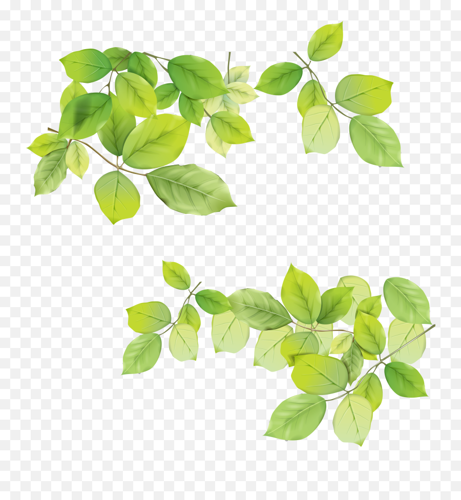Download Png Leaves Png U0026 Gif Base - Green Leaves Png Emoji,Fall Leave Emoji