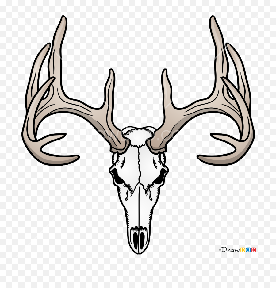 How To Draw Deer Skull Deer - Deer Skull Drawing Emoji,Antler Emoji
