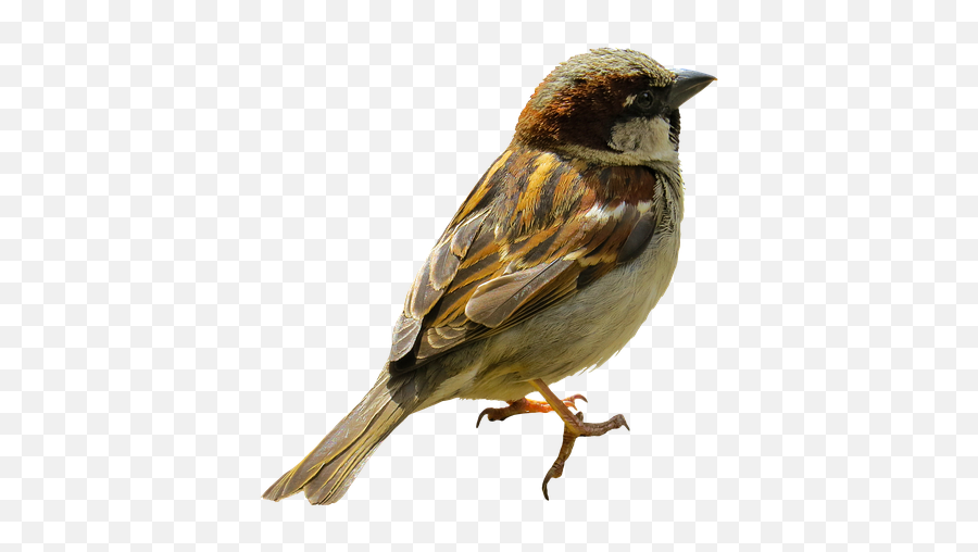 Sticker Stickers Spatz Sparrow Sticker - Sparrow Full Hd Images Download Emoji,Sparrow Emoji