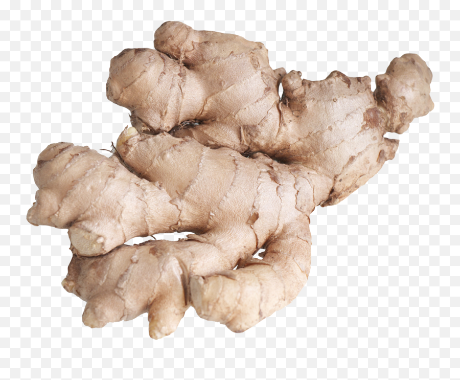 Ginger Root Png U0026 Free Ginger Rootpng Transparent Images - Ginger Root Transparent Background Emoji,Iphone Emoji Root