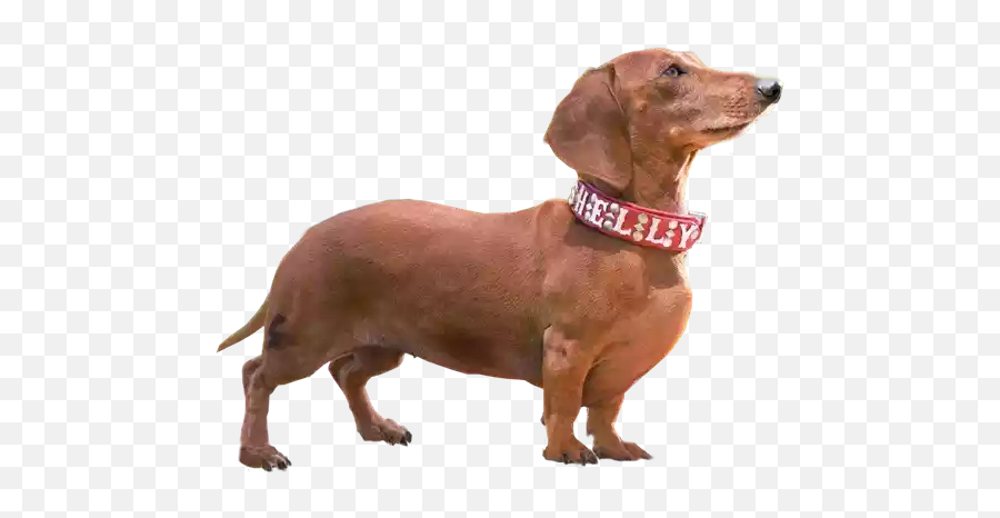 Dogmoji - Weiner Dog Transparent Background Emoji,Weiner Emoji