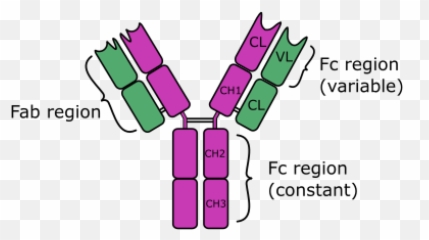 Anti - Immunoglobulin D Igd Secondary Antibodies Igg Antibodies Emoji,D&d Emoticon