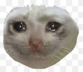 The Best 27 Sad Cat Face Meme Thumbs Up - Sad Cat Face Meme Transparent Emoji,What Emotion Is On This Cats Fae Meme