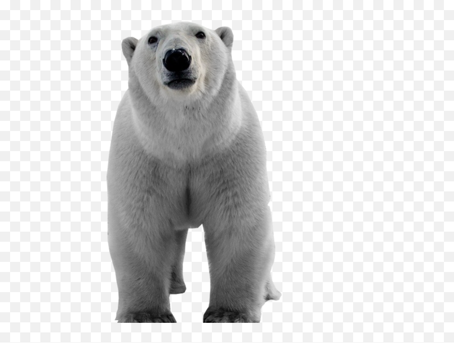 Polar Bear Psd Official Psds - Urso Polar Vetor Png Emoji,Polar Bear Emojis