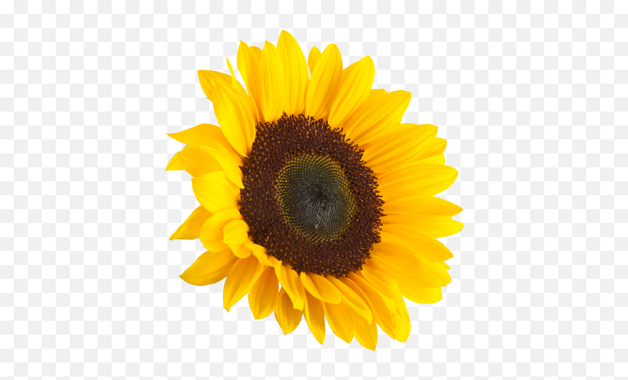 Sunflower Festival Pa - Sunflower Png Emoji,Facebook Sunflower Emoticons
