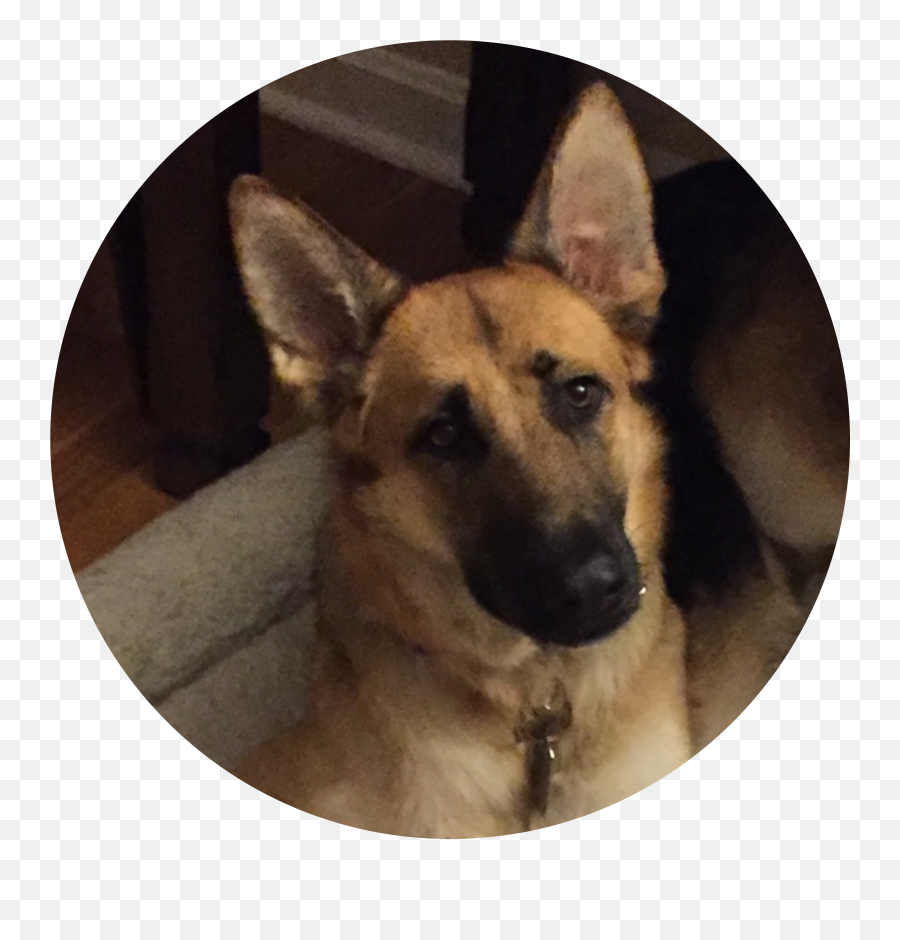Happy Tails Archives - Working Dogs Rescue Collar Emoji,German Shepherd Dog Barking Emoticon
