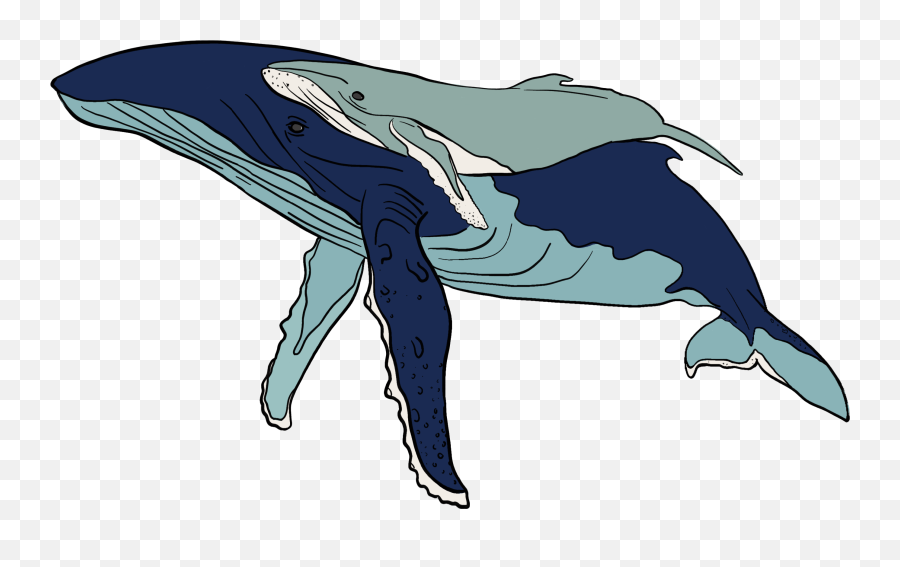 Charter For - Humpback Whale Emoji,Blue Whales Emotions