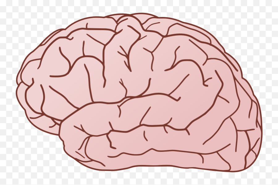 Brain Free To Use Clip Art 2 - Clipartix Humano Dibujo Del Cerebro Emoji,Brain Emoji