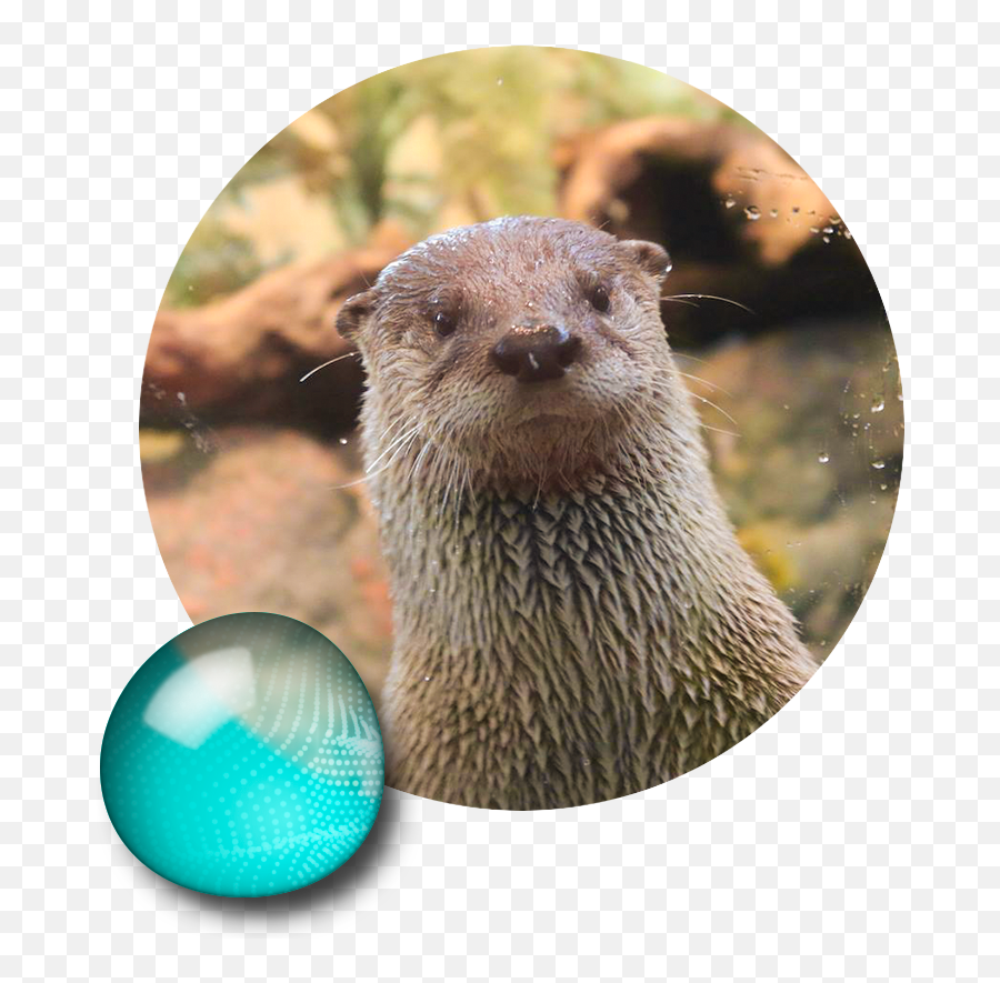 Aquarium Of The Bay - North American River Otter Emoji,Emotion Otter Impact