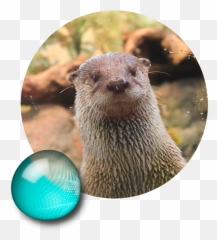 Aquarium Of The Bay - North American River Otter Emoji,Emotion Otter Impact
