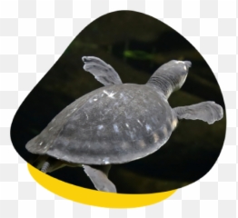 Caring For Australian Turtles Housing Feeding U0026 More Emoji,Cold Turtle Emoticon