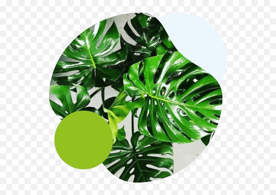 Home - Green U0026 Bloom Fullservice Partner For Solution In Emoji,Plants Emojis