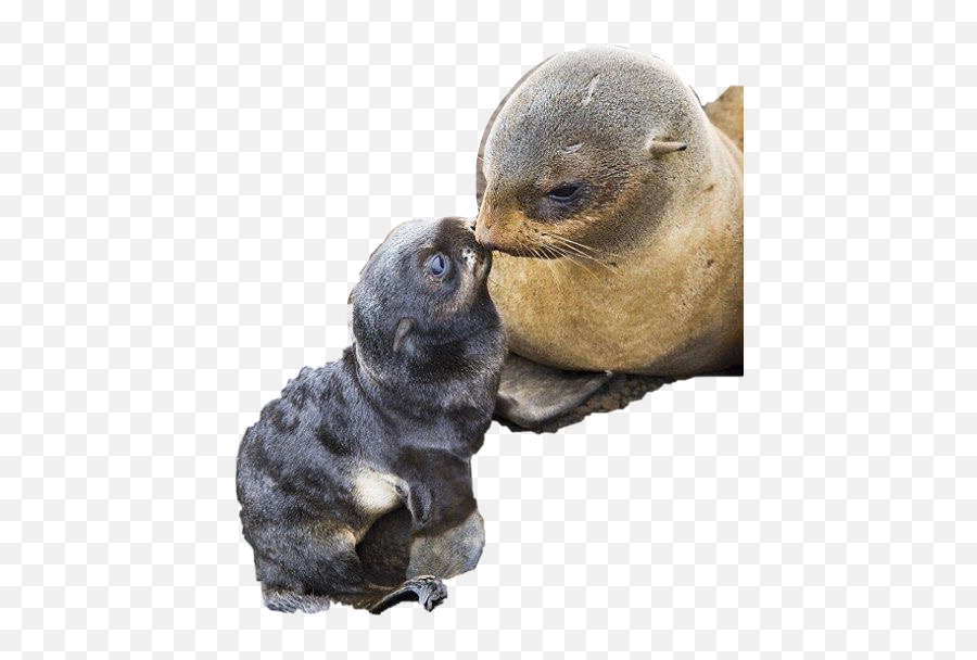 Seal Seals Baby Mama Kissing Sticker By Kimmytasset - California Sea Lion Emoji,Sea Lion Emoji