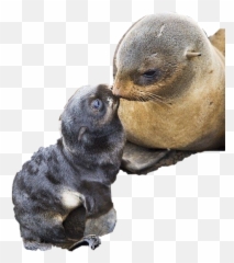 Seal Seals Baby Mama Kissing Sticker By Kimmytasset - California Sea Lion Emoji,Sea Lion Emoji