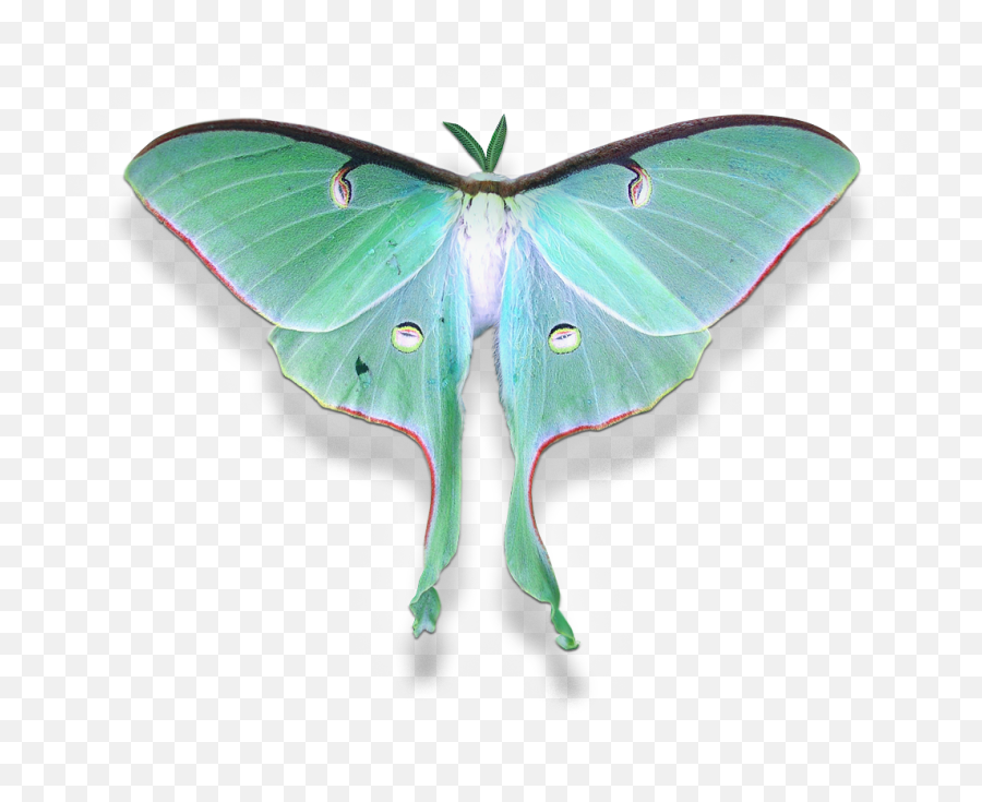 Cocoon Wellness Spa - Luna Moth Emoji,Can Luna Moths Feel Emotions