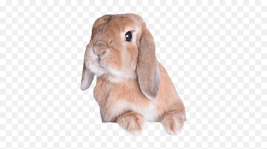 Before Adopting A Rabbit Morabbit - Soft Emoji,Rabbit Emoticon Comforting