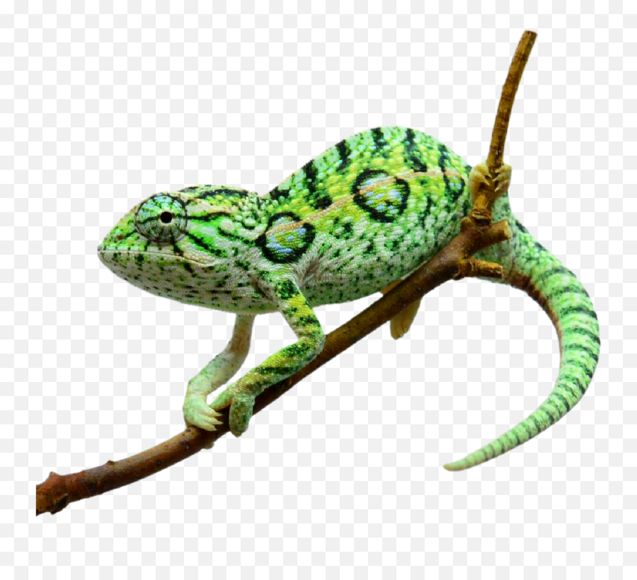Discover Trending Chameleon Stickers Picsart - Common Chameleon Emoji,Chameleon Emoji