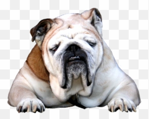 Animal Clip Art - Traditional Sport Emoji,Bulldog Emoticons