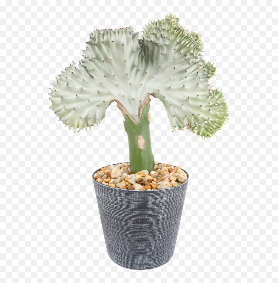 Coral Cactus Euphorbia Lactea Crested Euphorbia Emoji,Sweet . Emotion Abelia