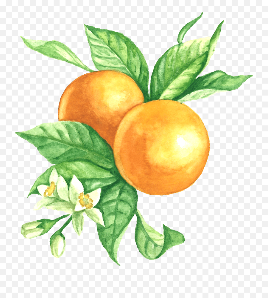 Bitter Orange Clipart - Full Size Clipart 605298 Pinclipart Emoji,Bitter Emojis