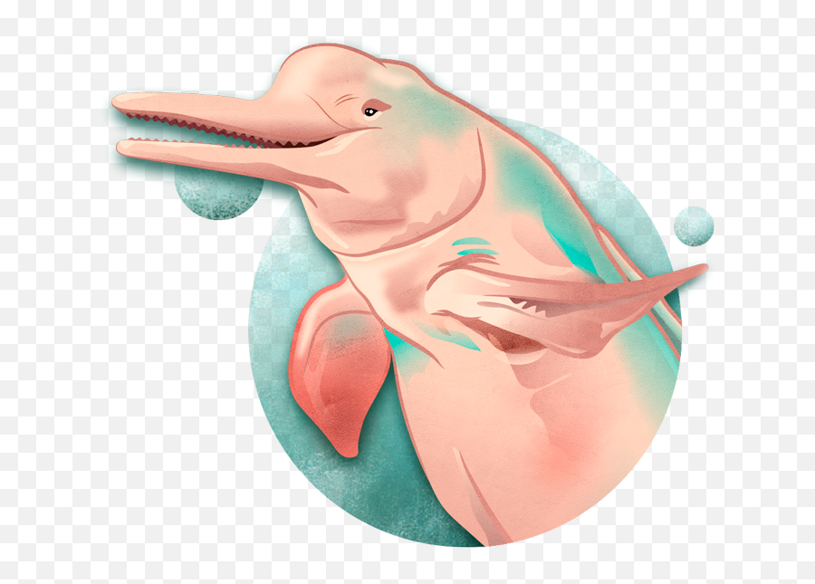 Bufeo Actualizado U2013 Faunagua Emoji,Dalphins Emoji Copy