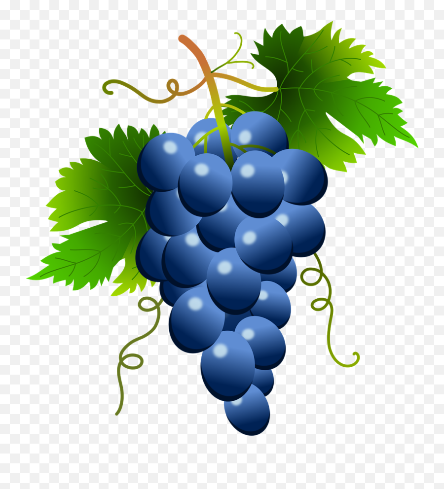 Grape Vector Png White Clipart - Blue Grapes Clipart Emoji,Grape Emoji Png
