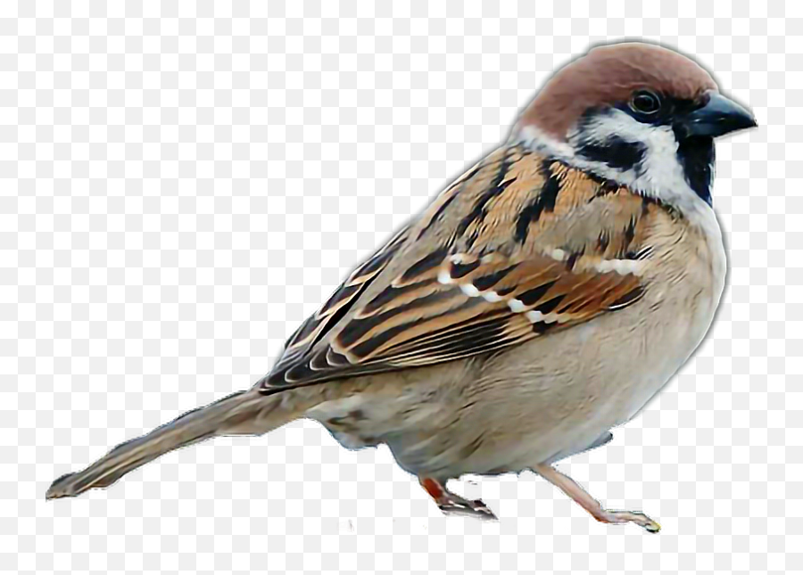 Sparrow Bird Sticker - Sparrow Bird Images Without Background Emoji,Sparrow Emoji