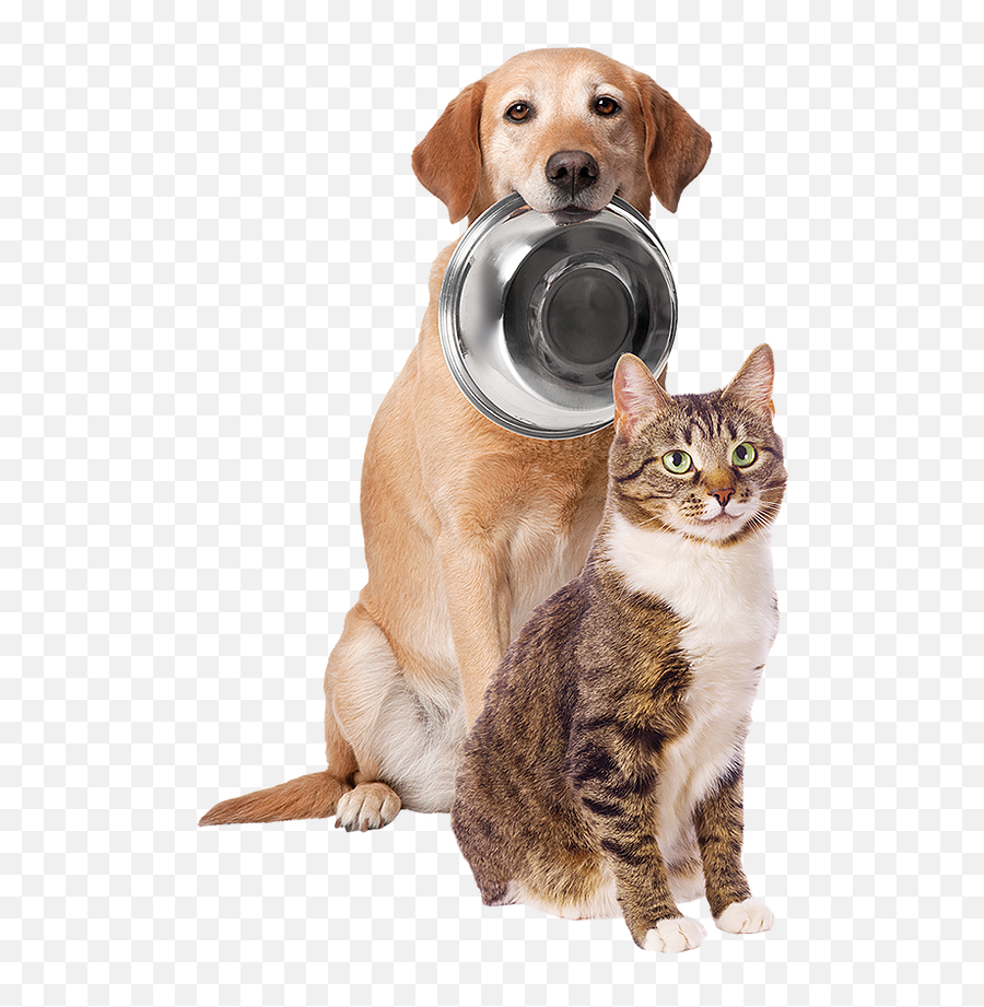 Home Fort Wayne Pet Food Pantry - Cat Dog Food Png Emoji,Dog Cat Emotion Responses