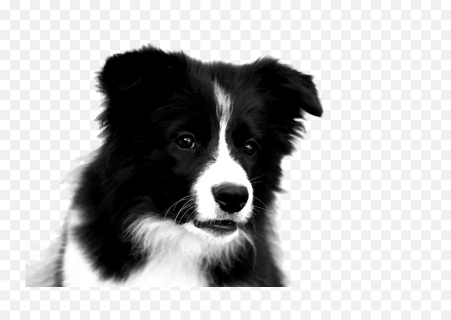 Download Border Collie Png Photos 049 - Puppy Border Collie Drawing Emoji,Husky/border Collie Emoji