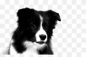 Download Border Collie Png Photos 049 - Puppy Border Collie Drawing Emoji,Husky/border Collie Emoji