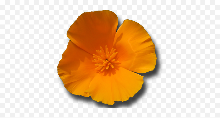 Pin On Flower Essences - California State Poppy Png Emoji,Mind Spirit Emotion/ High Resolution