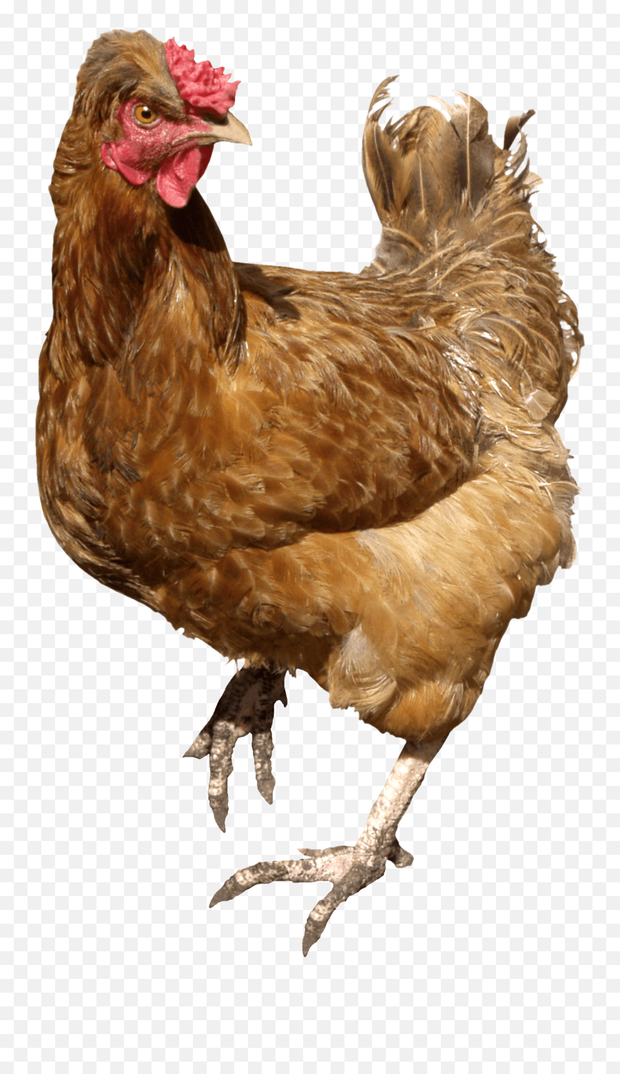 Chicken Leg Transparent - Transparent Chicken Png Emoji,Chicken Leg Emoji