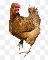 Chicken Leg Transparent - Transparent Chicken Png Emoji,Chicken Leg Emoji