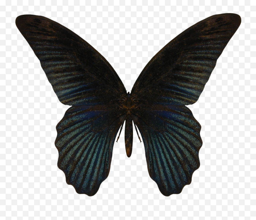 Butterfly Png Image Transparent Image - Transparent High Resolution Butterfly Emoji,Purplebutterfly Emojis