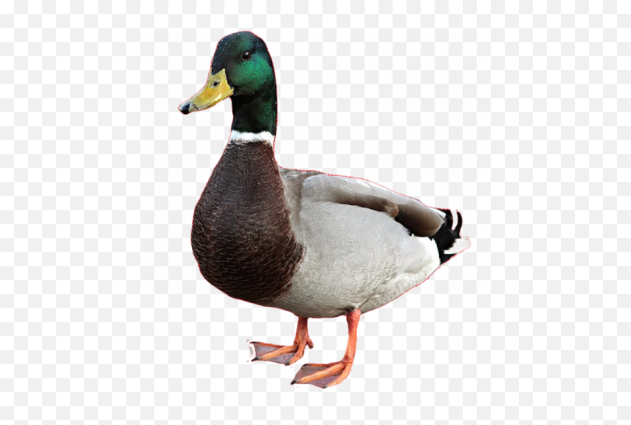 15 Transparent Duck Png Full Hd Png Download 2021 - Duck Png Emoji,Duck Emoji No Background