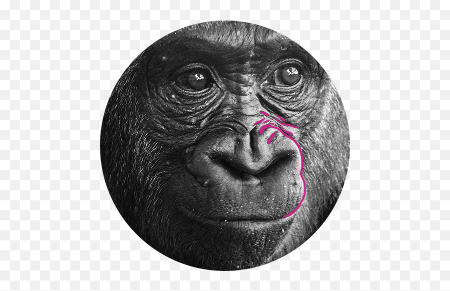 High Impact Leadership Coaching - Happy Gorilla Emoji,Chimp Overcome With Emotion