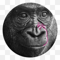 High Impact Leadership Coaching - Happy Gorilla Emoji,Chimp Overcome With Emotion