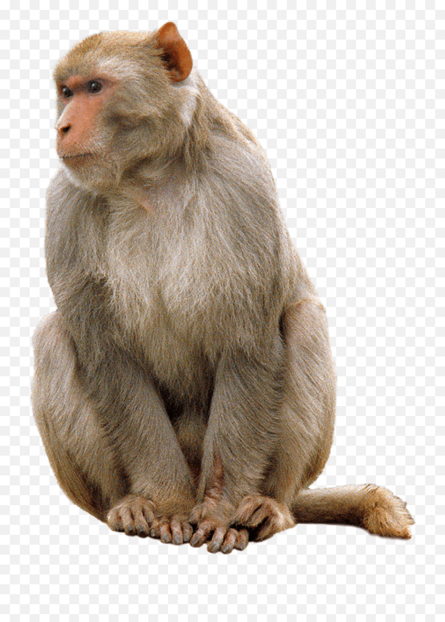 Png Monkey Transparent Png Png Collections At Dlfpt - Monkeys Transparent Background Emoji,Monkey Emoji Transparent