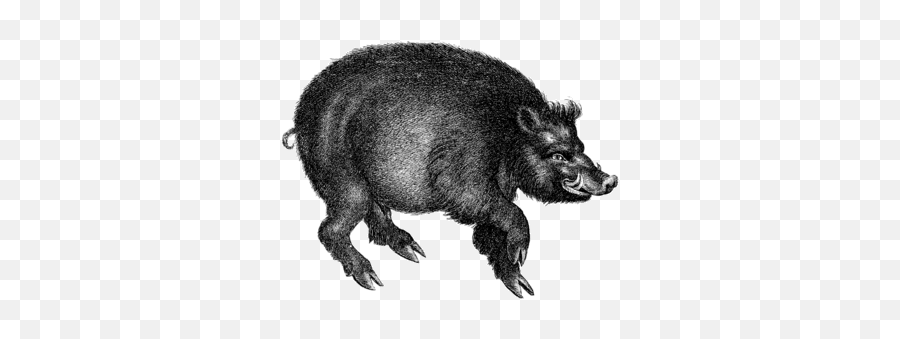 Discover Unit 1 2 Baamboozle Emoji,Boar Emoji