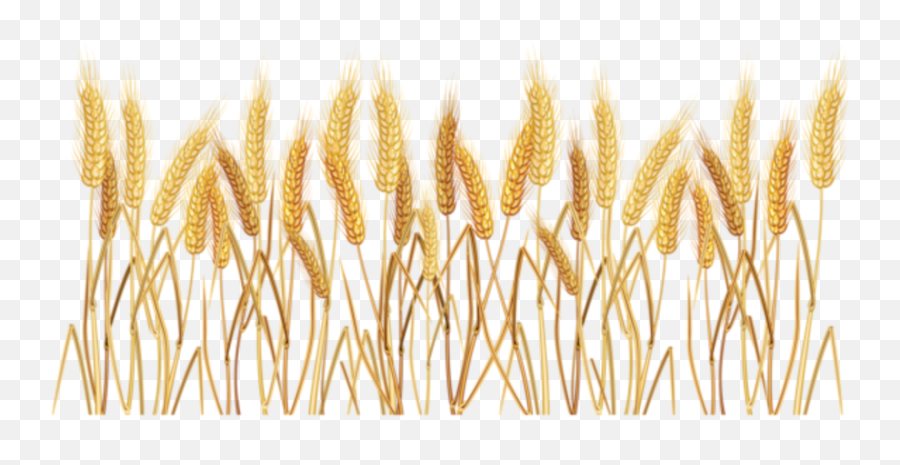 Wheat Grain Sticker - Transparent Wheat Grass Png Emoji,Grain Emoji