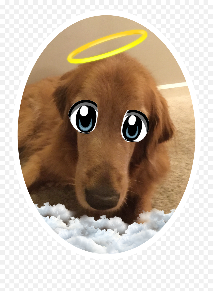 The Most Edited Eccartoonifiedanimals Picsart - Golden Retriever Emoji,Flying Disc Emoji