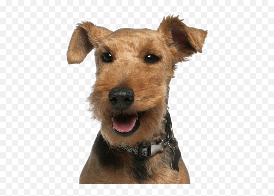 Welsh Terrier Puppies For Sale - Grown Up Terrier Emoji,Why My Scottish Terrier Doesn't Show Any Emotions