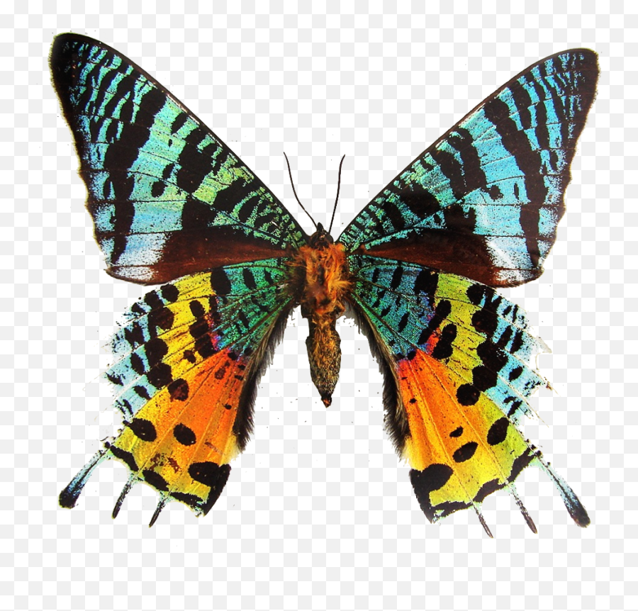 Moth - Madagascan Sunset Moth Png Emoji,Can Luna Moths Feel Emotions