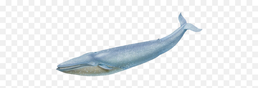 512x261 - Blue Whale Transparent Background Emoji,Free And Whale Emoji