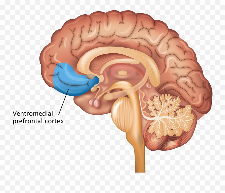 Prefrontal Cortex - Complications Of Diabetes Stroke Emoji,Part Of The Brain For Emotions