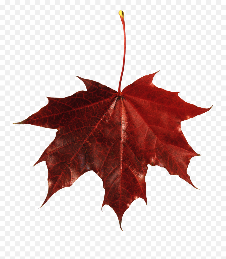 Download Png Leaves Png U0026 Gif Base - Transparent Background Fall Leaf Emoji,Fall Leaf Emoji