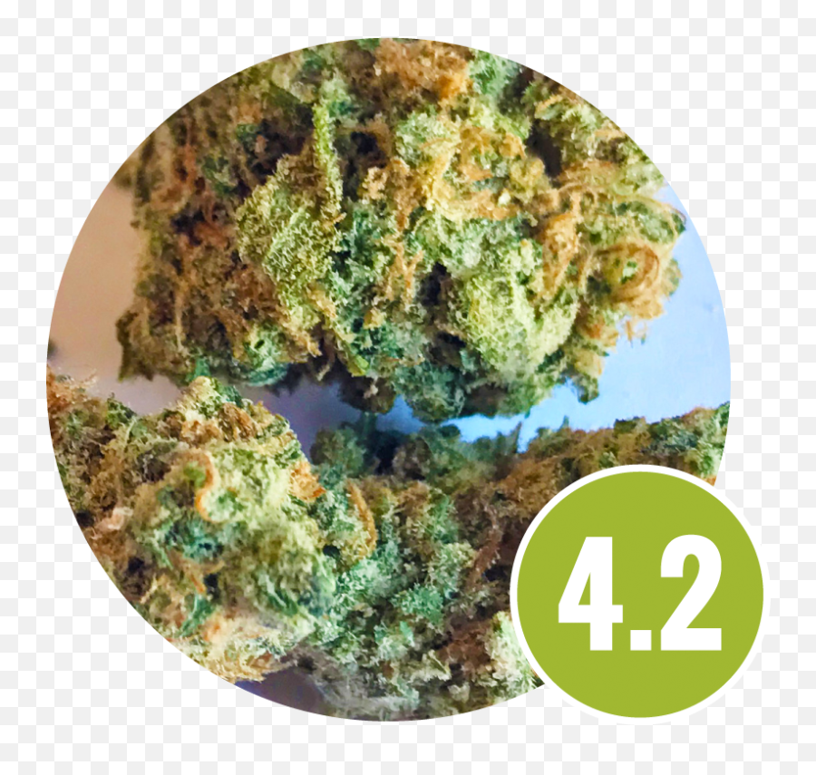 Strain Review U2013 Chongu0027s Choice Cannabis 3 Strain Review Emoji,Tommy Chongs Smoke Emojis