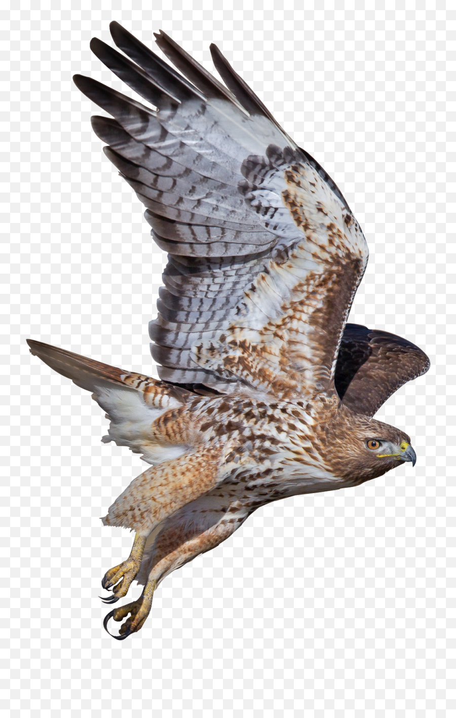 Peregrine Falcon Png Photos Png Mart Emoji,Falcons Emojis